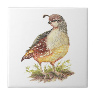 Azulejo De Cerâmica Watercolor California Quail Bird Willife Art