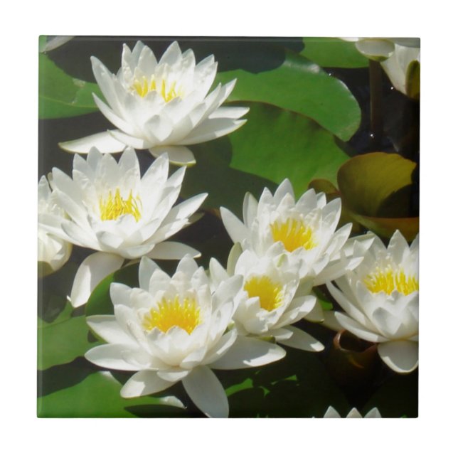 Azulejo De Cerâmica waterlilies e folhas (Frente)
