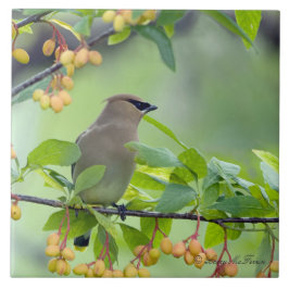 Azulejo De Cerâmica Waxwing de cedro