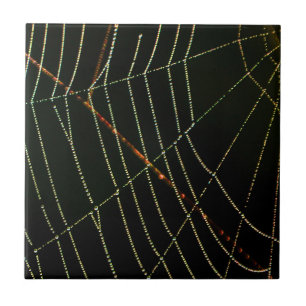 Azulejo De Cerâmica Web Spider