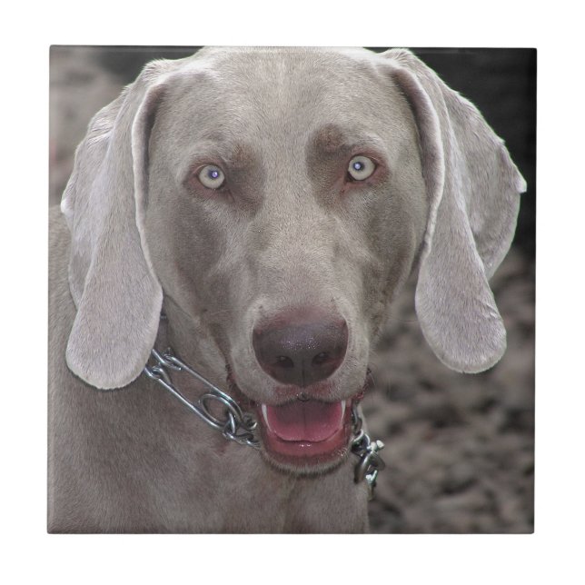 Azulejo De Cerâmica Weimaraner (Frente)