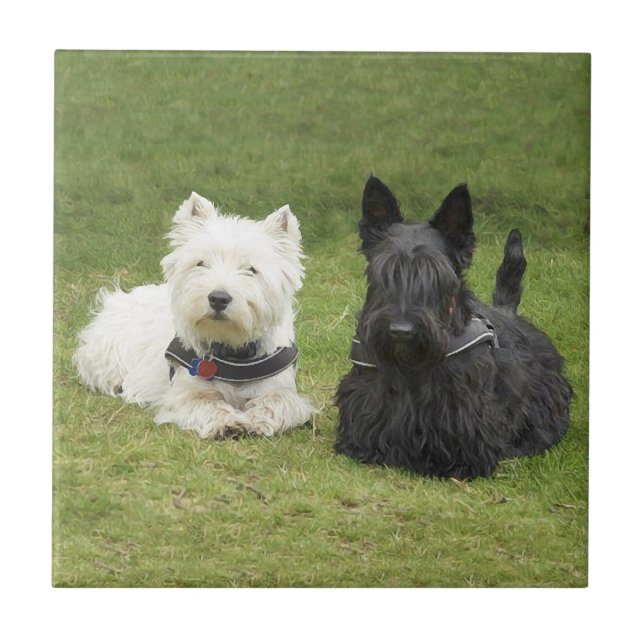 Azulejo De Cerâmica Westie & Scottie Green Grass (Frente)