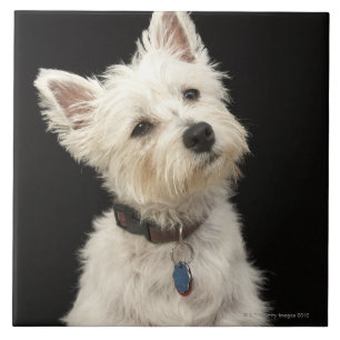 Azulejo De Cerâmica Westie (terrier ocidental das montanhas) com colar