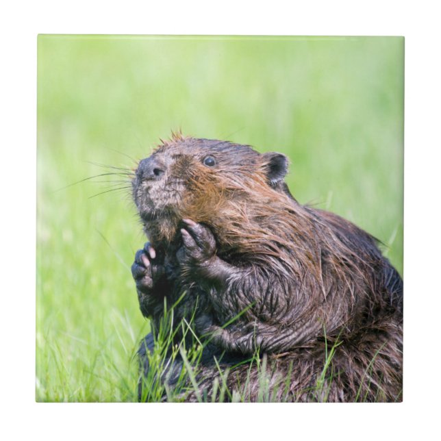 Azulejo De Cerâmica Wet Beaver (Frente)