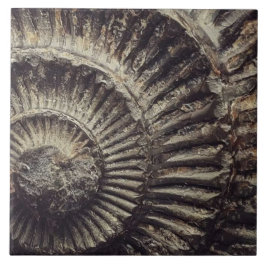 Azulejo De Cerâmica Whitby Ammonite - Impressão grande