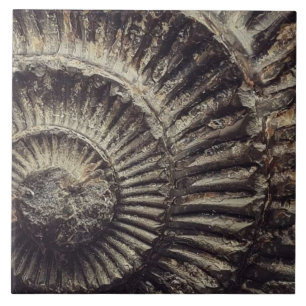 Azulejo De Cerâmica Whitby Ammonite - Impressão grande
