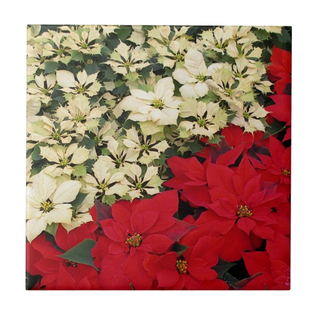 Azulejo De Cerâmica White e Red Poinsettias I Feriado Floral (Frente)