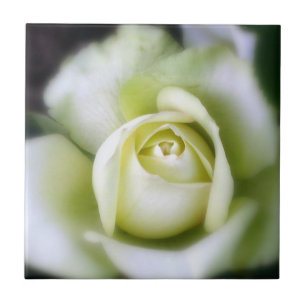 Azulejo de cerâmica White Rose Soft Focus