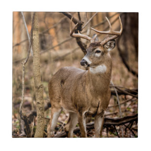 Azulejo De Cerâmica White Tail Deer Buck