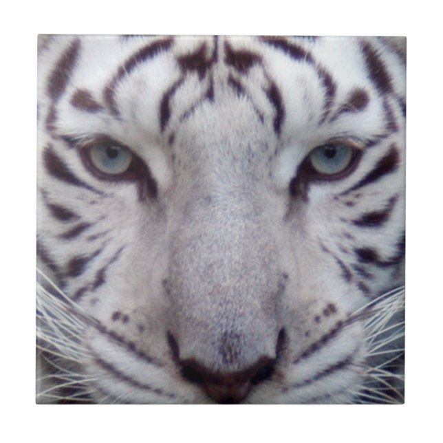 Azulejo De Cerâmica white-tiger2-10x10 (Frente)