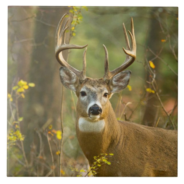 Azulejo De Cerâmica Whitetail Deer Buck | Whitefish, Montana (Frente)