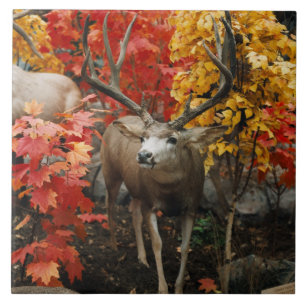 Azulejo De Cerâmica Whitetail no outono