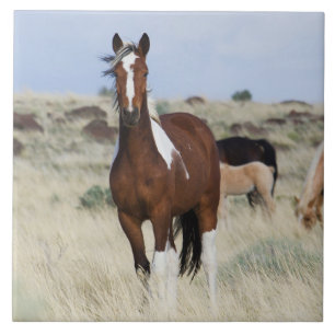 Azulejo De Cerâmica Wild Horses, Steens Mountains