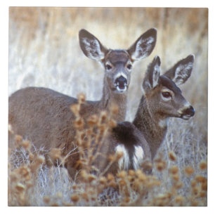 Azulejo De Cerâmica Wild Mule Deer Pair Califórnia