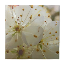 Wild Plum Blossoms Impressionista Art