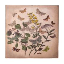 Wildflowers florais botânicos da ilustração do