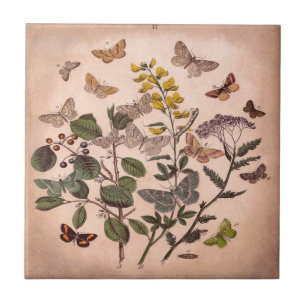 Azulejo De Cerâmica Wildflowers florais botânicos da ilustração do