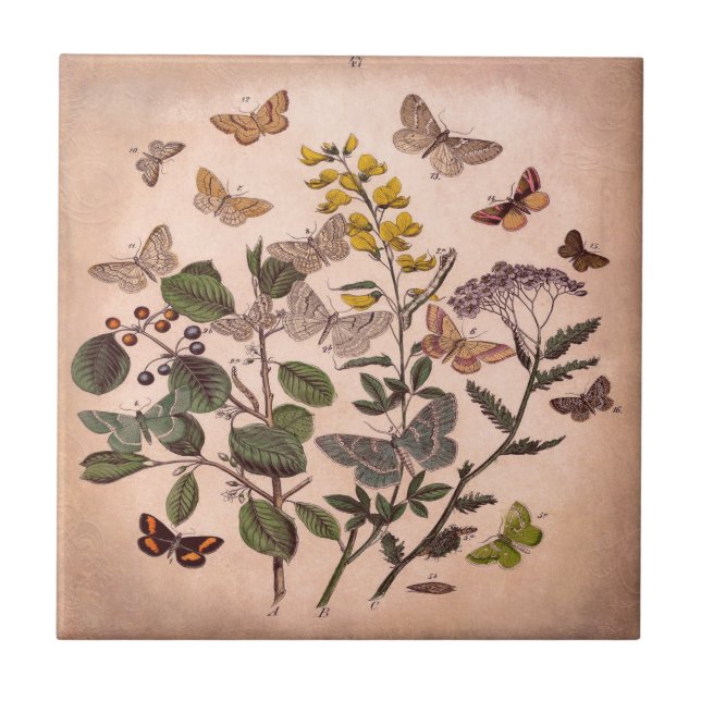 Azulejo De Cerâmica Wildflowers florais botânicos da ilustração do (Frente)