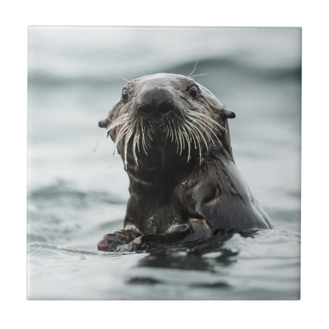 Azulejo De Cerâmica Wise Otter (Frente)