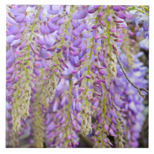 Azulejo De Cerâmica Wisteria Purple Flowers Francês Floral Petals