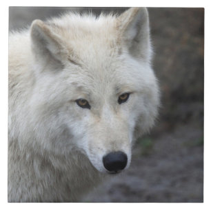 Azulejo De Cerâmica Wolf 001