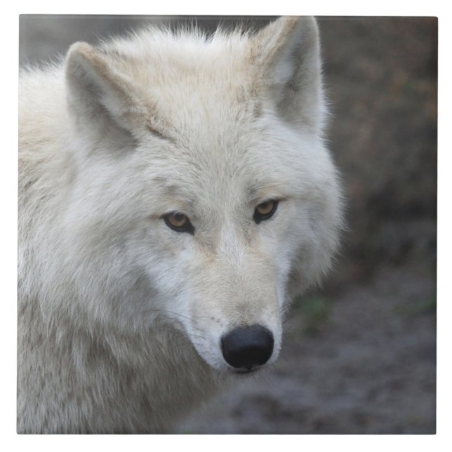 Azulejo De Cerâmica Wolf 001 (Frente)
