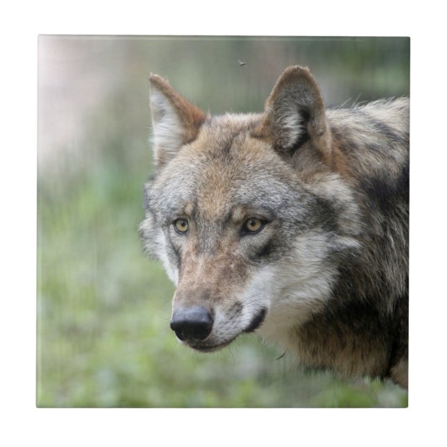 Azulejo De Cerâmica Wolf 001 (Frente)