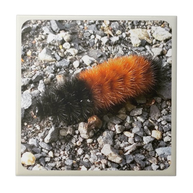 Azulejo De Cerâmica Wooly Bear Caterillar (Frente)