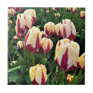 Azulejo De Cerâmica World Expression Tulips, Oregon