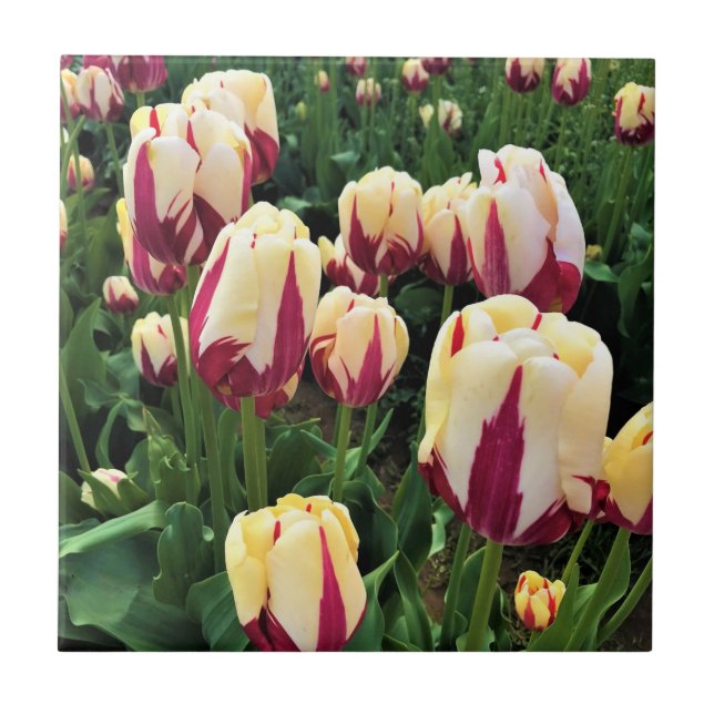 Azulejo De Cerâmica World Expression Tulips, Oregon (Frente)