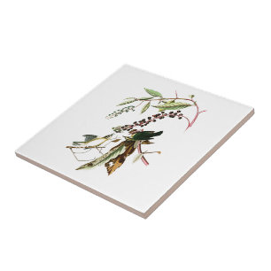 Azulejo De Cerâmica Worm comendo pássaros de John Audubon da