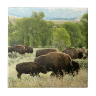 Azulejo De Cerâmica Wyoming Bison Nature