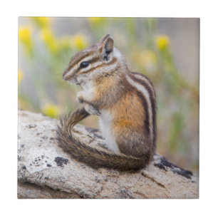 Azulejo De Cerâmica Wyoming, Condado de Sublette, Menos Chipmunk