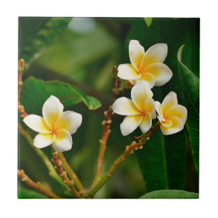 Azulejo De Cerâmica Yellow Frangipani