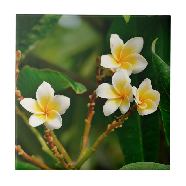 Azulejo De Cerâmica Yellow Frangipani (Frente)