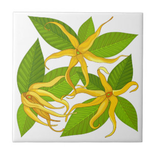 Azulejo De Cerâmica Ylang Ylang Flores Perfumadas Exóticas