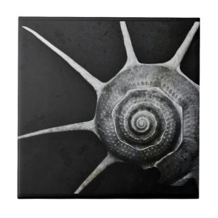 Azulejo De Cerâmica Yoka Shell telha