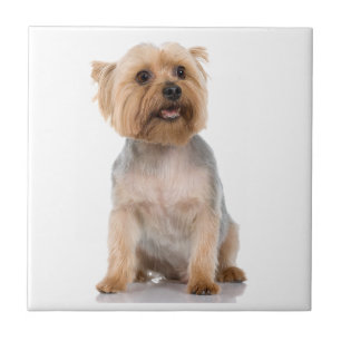 Azulejo De Cerâmica Yorkshire Terrier