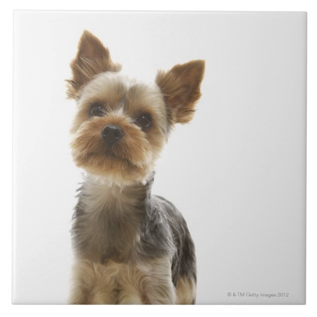 Azulejo De Cerâmica Yorkshire terrier (Frente)