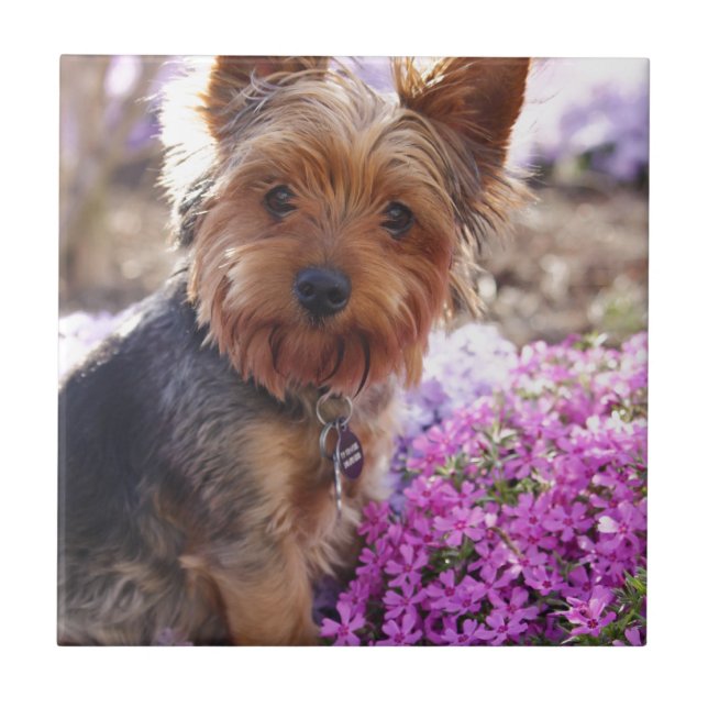 Azulejo De Cerâmica Yorkshire Terrier (Frente)