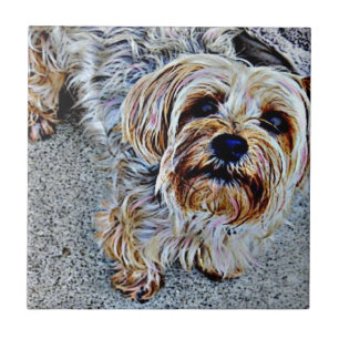 Azulejo De Cerâmica Yorkshire Terrier