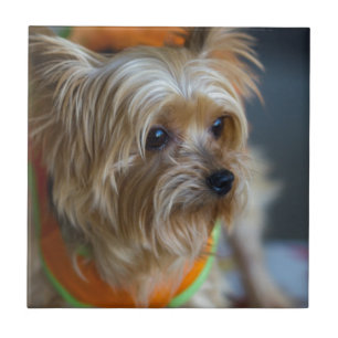 Azulejo De Cerâmica Yorkshire terrier louro