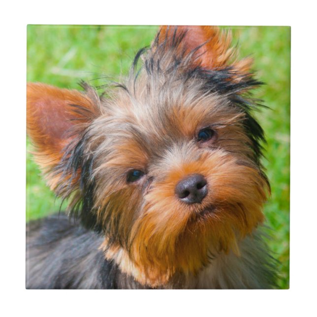 Azulejo De Cerâmica Yorkshire Terrier olhando para cima (Frente)