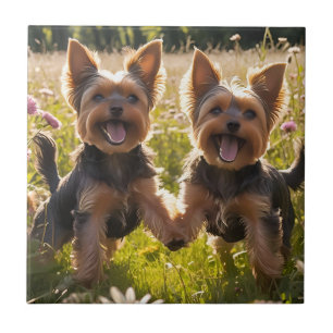 Azulejo De Cerâmica Yorkshire Terriers jogando na grama