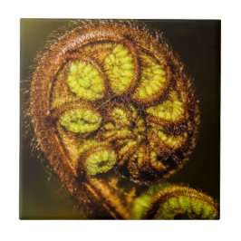 Azulejo De Cerâmica Young Fern Folaves
