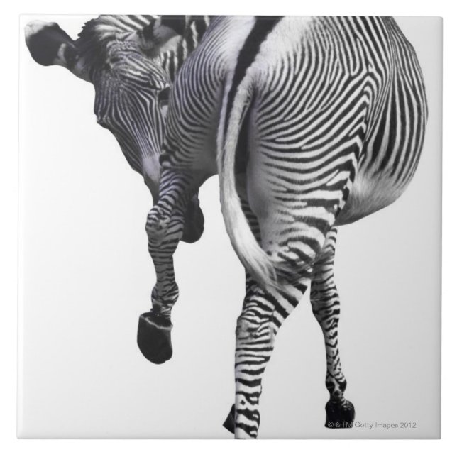 Azulejo De Cerâmica zebra (Frente)