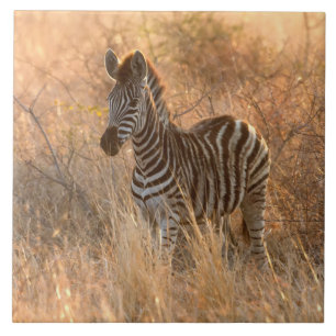 Azulejo De Cerâmica Zebra Foto à luz da manhã