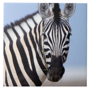 Azulejo De Cerâmica Zebra olhando para você