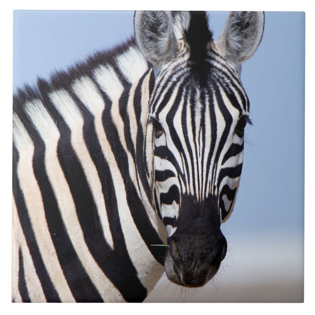 Azulejo De Cerâmica Zebra olhando para você (Frente)