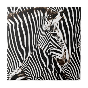 Azulejo De Cerâmica Zebras amam_